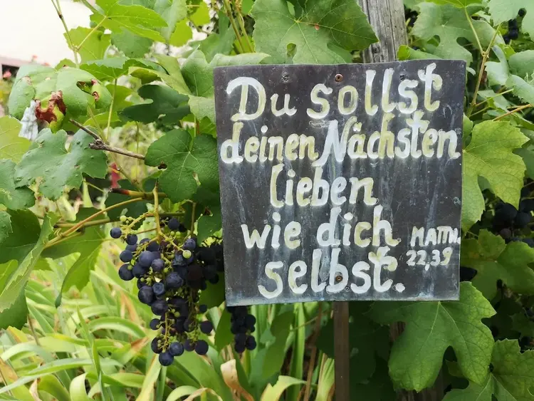 Schild in einem Weinstock mit der Aufschrift ,,Du sollst deinen Nächsten lieben wie dich selbst''.
