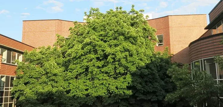 Ein großer grüner Baum und dahinter das Gebäude des Konsistoriums.