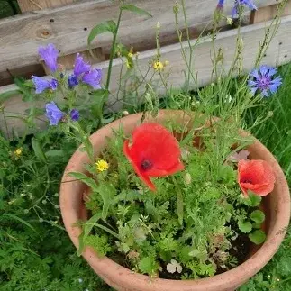 Ein Blumentopf mit roten und violetten Blumen steht auf einem Rasen.