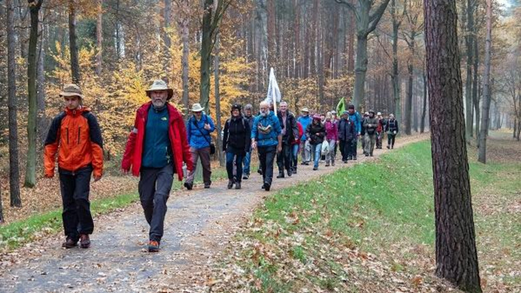 Klimawanderung 2018 auf dem Pilgerweg Cottbus/Jänschwalde, Foto: EKBO: Man sieht eine Gruppe Wanderer auf herbstlich lichtem Waldweg
