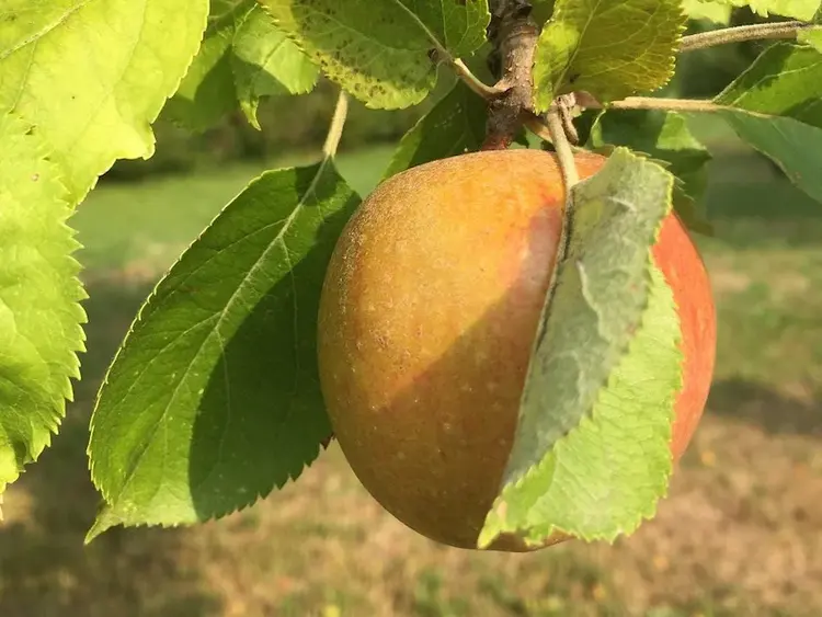 Apfel, der an einem Baum hängt.