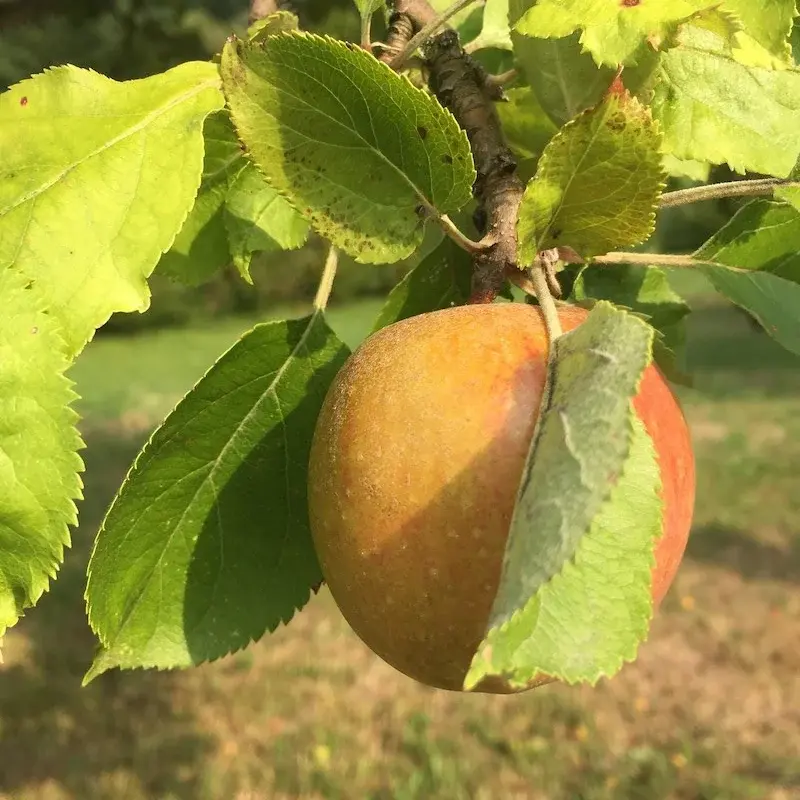 Apfel, der an einem Baum hängt.