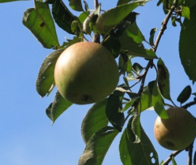 Apfel am Baum vor blauem Himmel, Quelle: EKBO